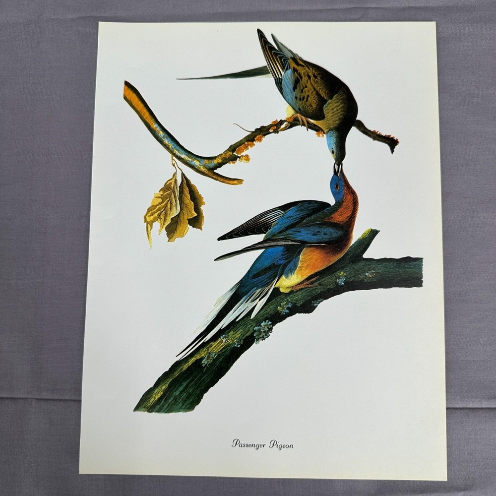 1950 Vintage Print Passenger Pigeon American Bird Art Illustration Audubon 9x12